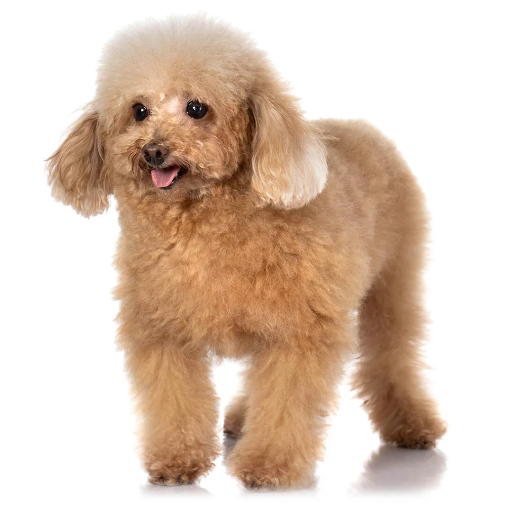 toy poodle